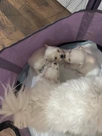 Cuccioli di maltese