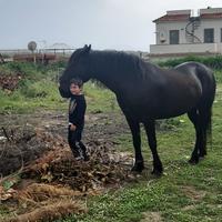 Cavallo murgese figlio di paisiello