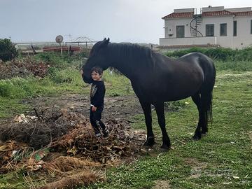 Cavallo murgese figlio di paisiello
