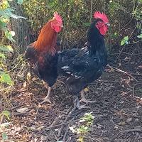 Gallo marans