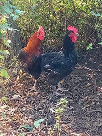 Gallo marans