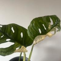 Monstera japanese tricolor