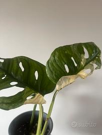 Monstera japanese tricolor