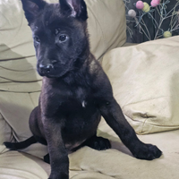 Cuccioli di Pastore Belga Malinois charbonne