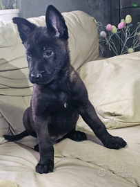 Cuccioli di Pastore Belga Malinois charbonne