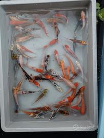 Tosai di yamazaki koi farm