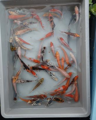 Tosai di yamazaki koi farm