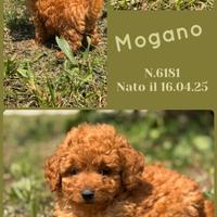 Barboncino nano _ mogano
