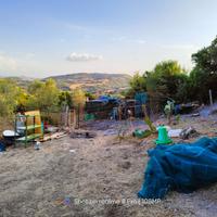 Terreno e uliveto e casetta autorizzata