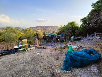 Terreno e uliveto e casetta autorizzata