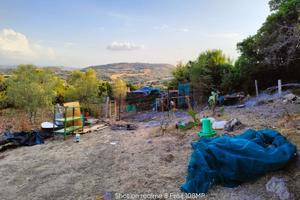 Terreno e uliveto e casetta autorizzata