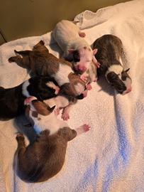 Cuccioli Amstaff