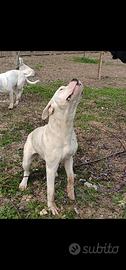 Dog argentino maschio