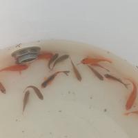 Pesci rossi e incrociati con carpe koi