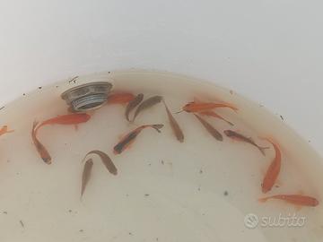 Pesci rossi e incrociati con carpe koi