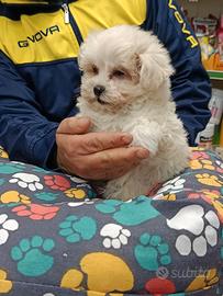 Cuccioli di maltese mini