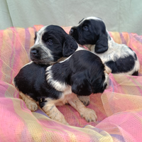 Cocker Spaniel