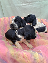 Cocker Spaniel