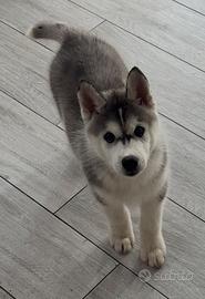 Siberian husky cuccioli