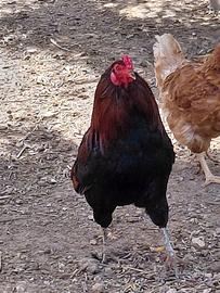 Gallo Araucana