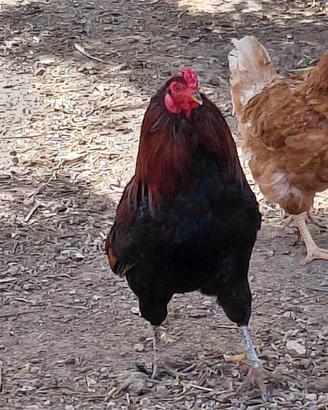Gallo Araucana