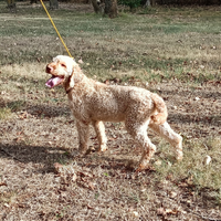 Disponibile Lagotto maschio per monte