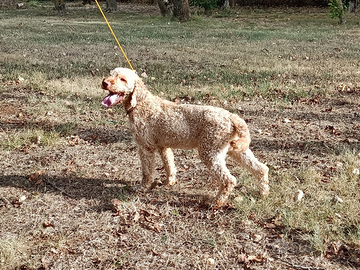 Disponibile Lagotto maschio per monte