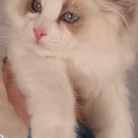 Cucciolo ragdoll pedigree