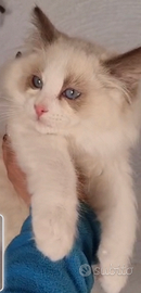 Cucciolo ragdoll pedigree