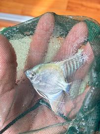 Pesci tropicali scalari