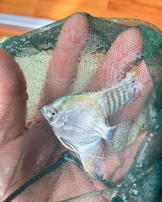 Pesci tropicali scalari