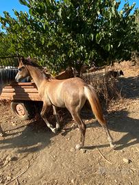 Puledro arabo