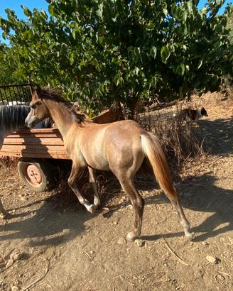 Puledro arabo