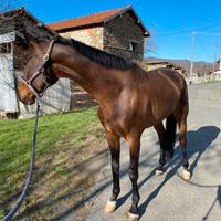 Cavallo kwpn salto/dressage