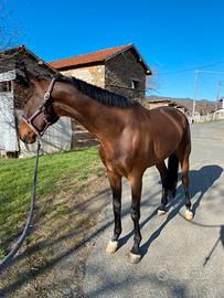 Cavallo kwpn salto/dressage