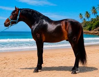 Cavallo Andaluso