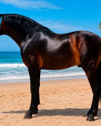 Cavallo Andaluso