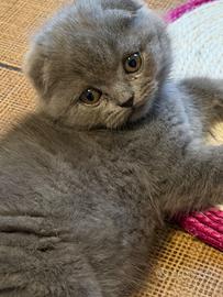 Gattina scottish fold grigia
