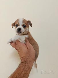 Cuccioli di maltipoo jack Russell