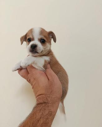 Cuccioli di maltipoo jack Russell