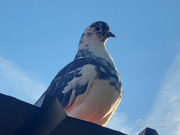 Colombo femmina da carne