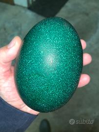 Uovo di emu fecondato