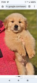 Golden retriever