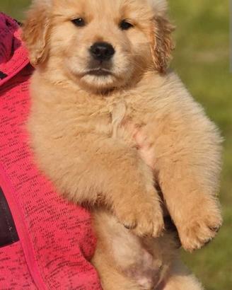 Golden retriever