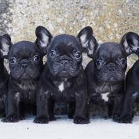 Cucciola di bulldog francese
