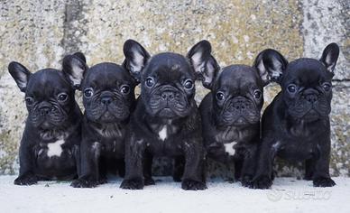 Cucciola di bulldog francese