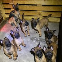 Pastore Belga Malinois