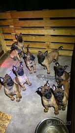 Pastore Belga Malinois