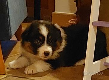 Cuccioli di Pastore Australiano (Black Tro Color)