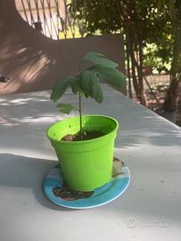 Pianta di gimkobiloba